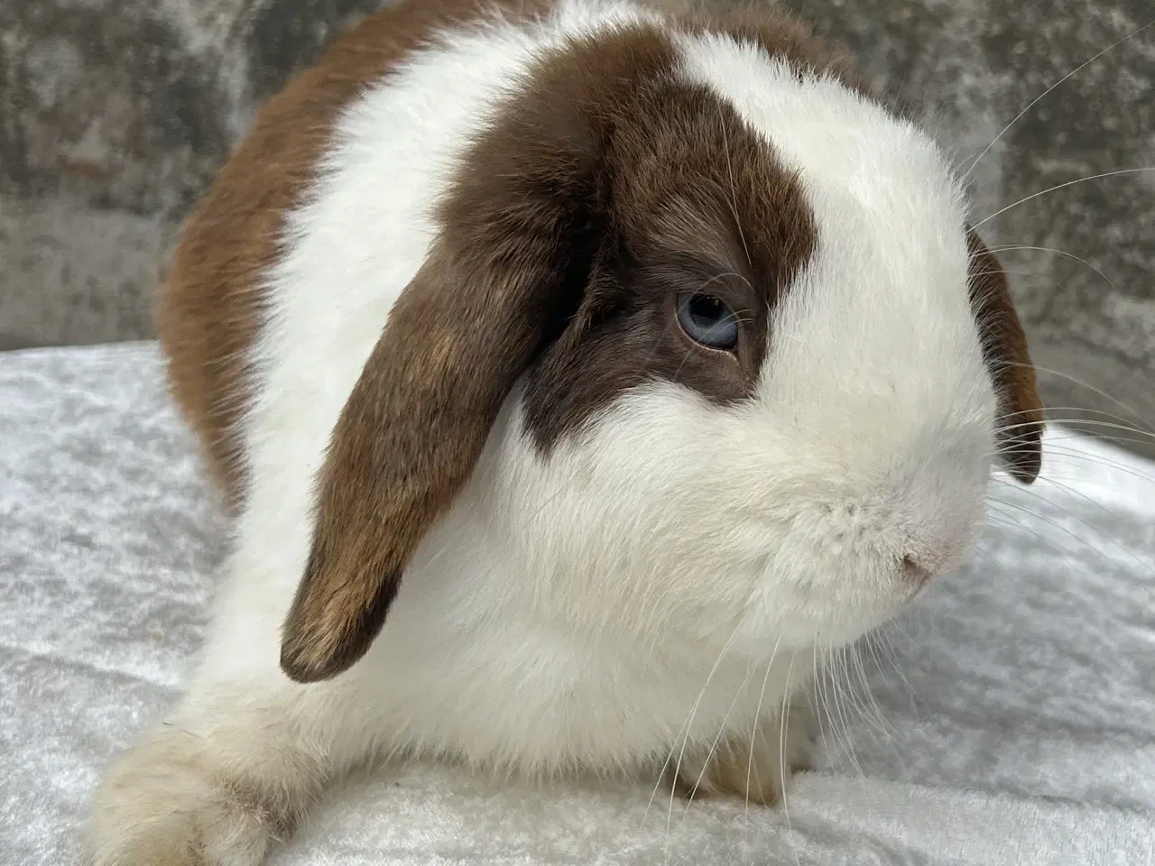 Billede 1 - Super sød og kælen dreng