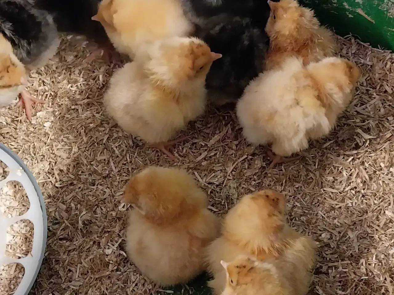 Billede 8 - Kyllinger søger nyt hjem 