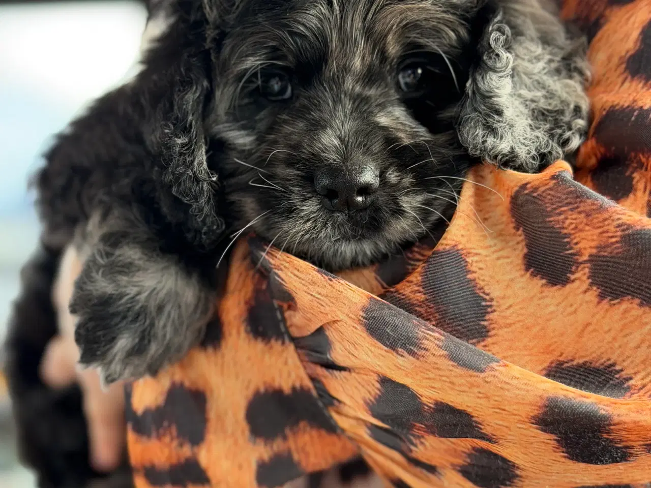 Billede 2 - Amerikanske merle cockapoo