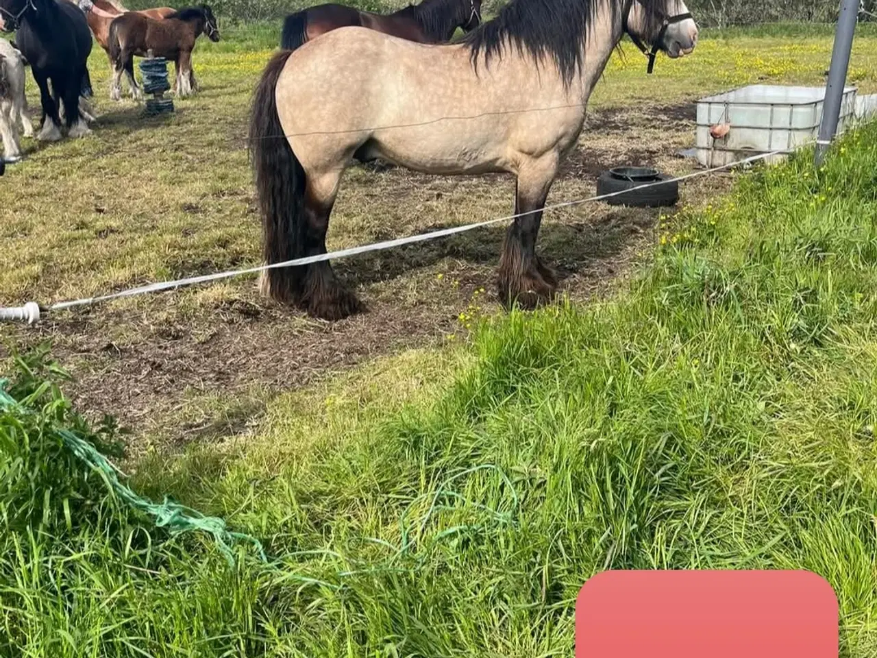 Billede 5 - Lækker dreng sælges