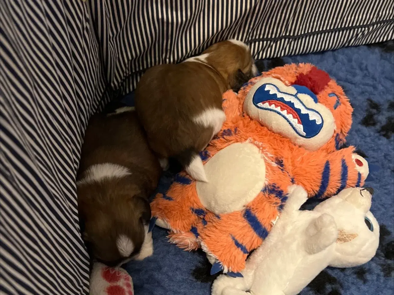 Billede 4 - Shihzhuer 5 drenge og en pige