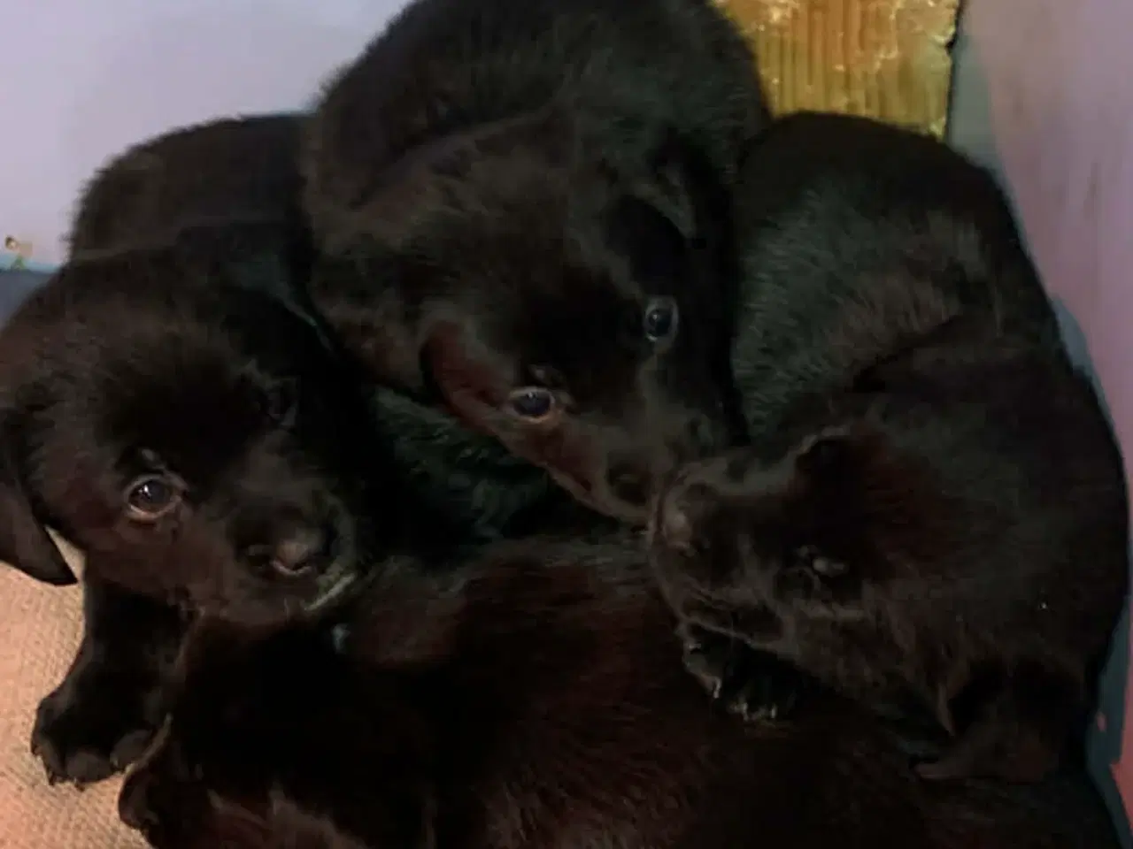 Billede 8 - 3 skønne han hunde 