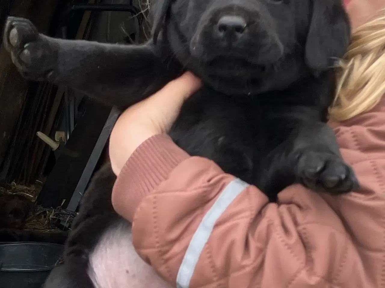 Billede 3 - Flotte labrador tævehvalpe