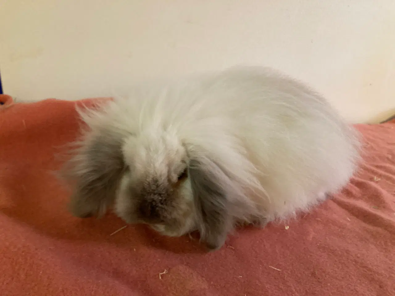 Billede 4 - Molly søger nyt hjem