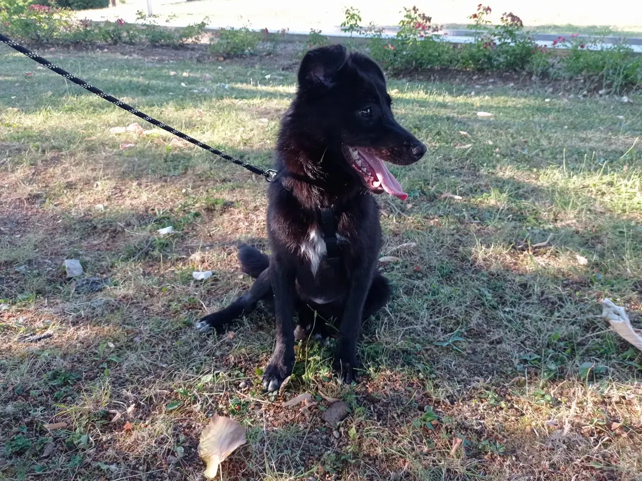 Billede 1 - Negra - 7 kg - 1,5 år