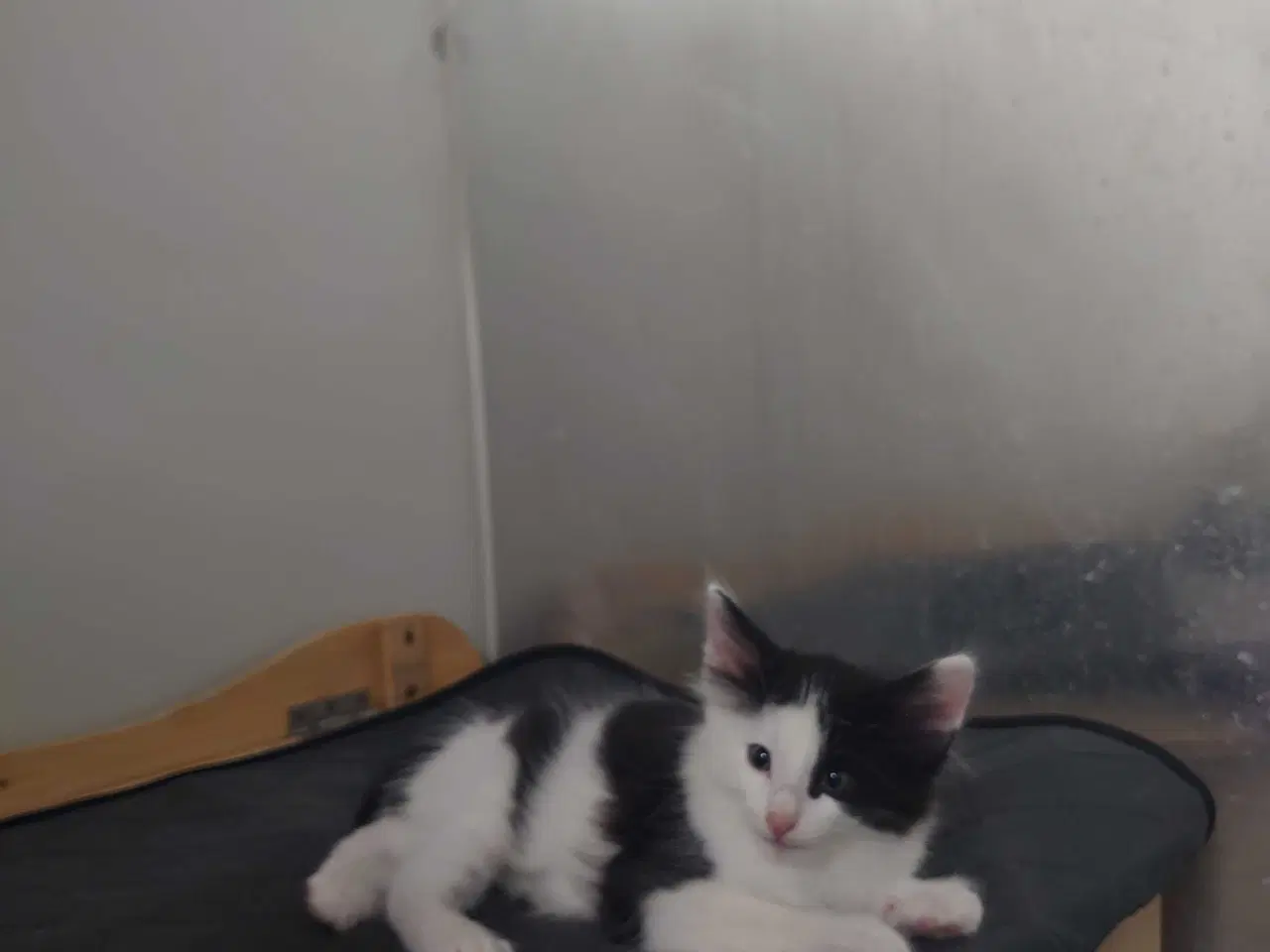 Billede 3 - Norsk skovkat