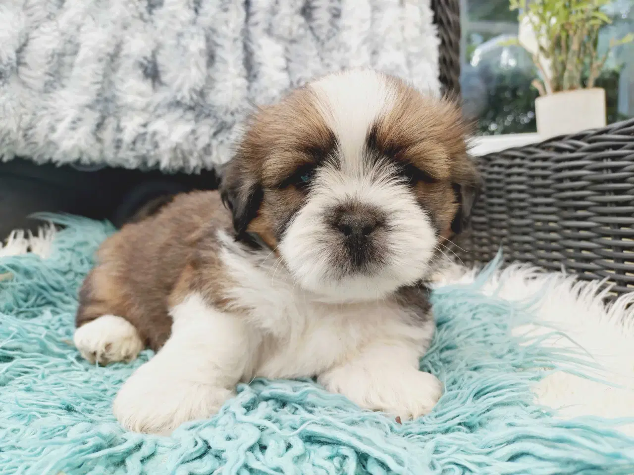 Billede 1 - Lhasa apso med stambog