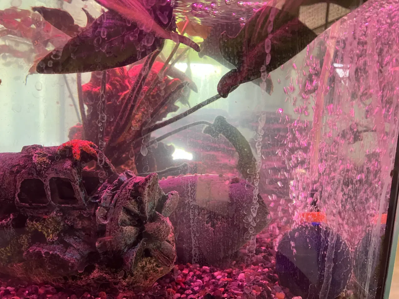 Billede 5 - Akvarium og fisk