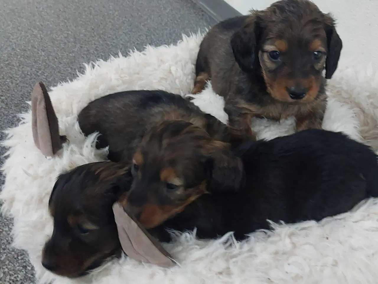 Billede 4 - Langhåret gravhund 