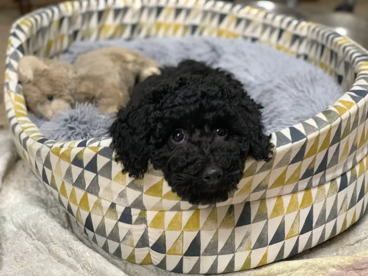 Billede 19 - Golden Doodle F1B babyer er rejse klar