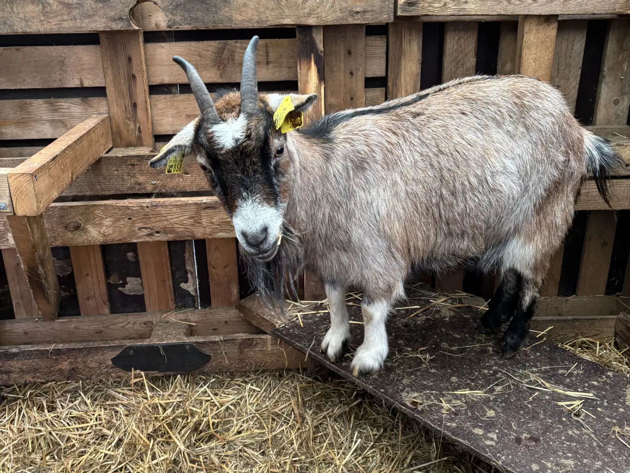 Billede 5 - Fire søde geder