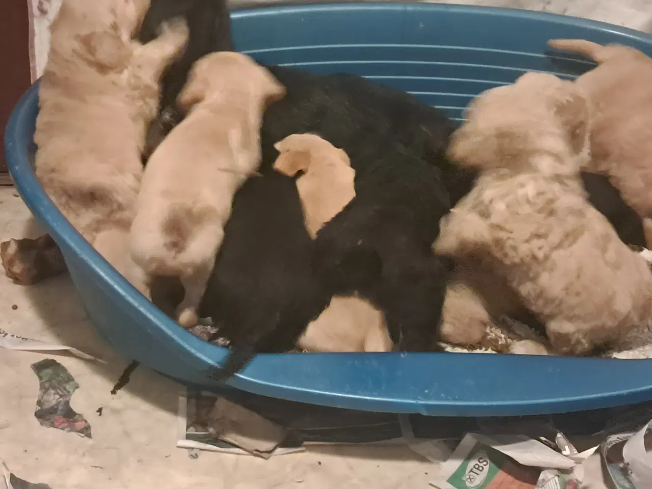 Billede 6 - De sødeste skønneste blandingshvalpe