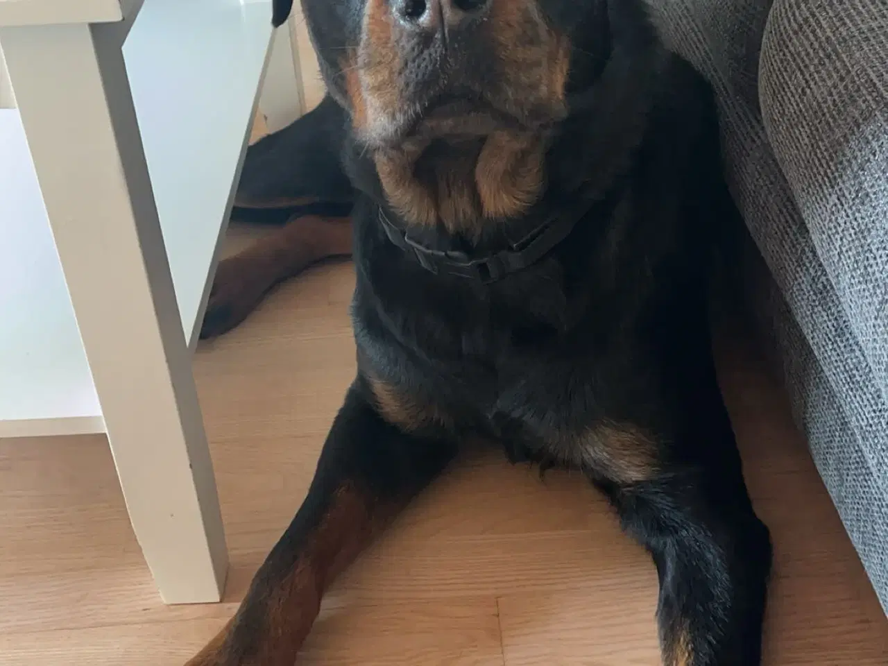 Billede 1 - 2 årlig Rottweiler Han