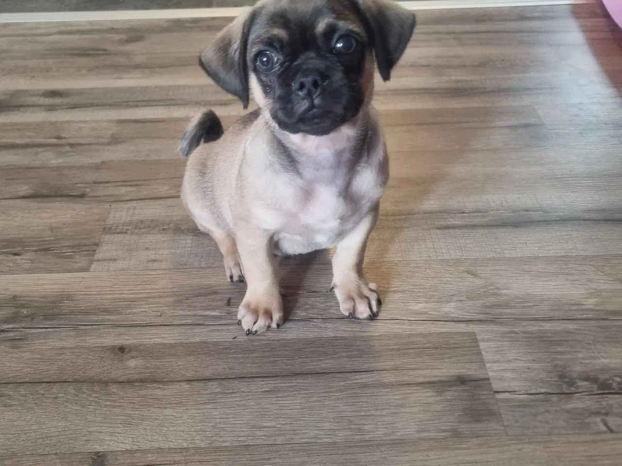 Billede 8 - Mops mix hvalpe