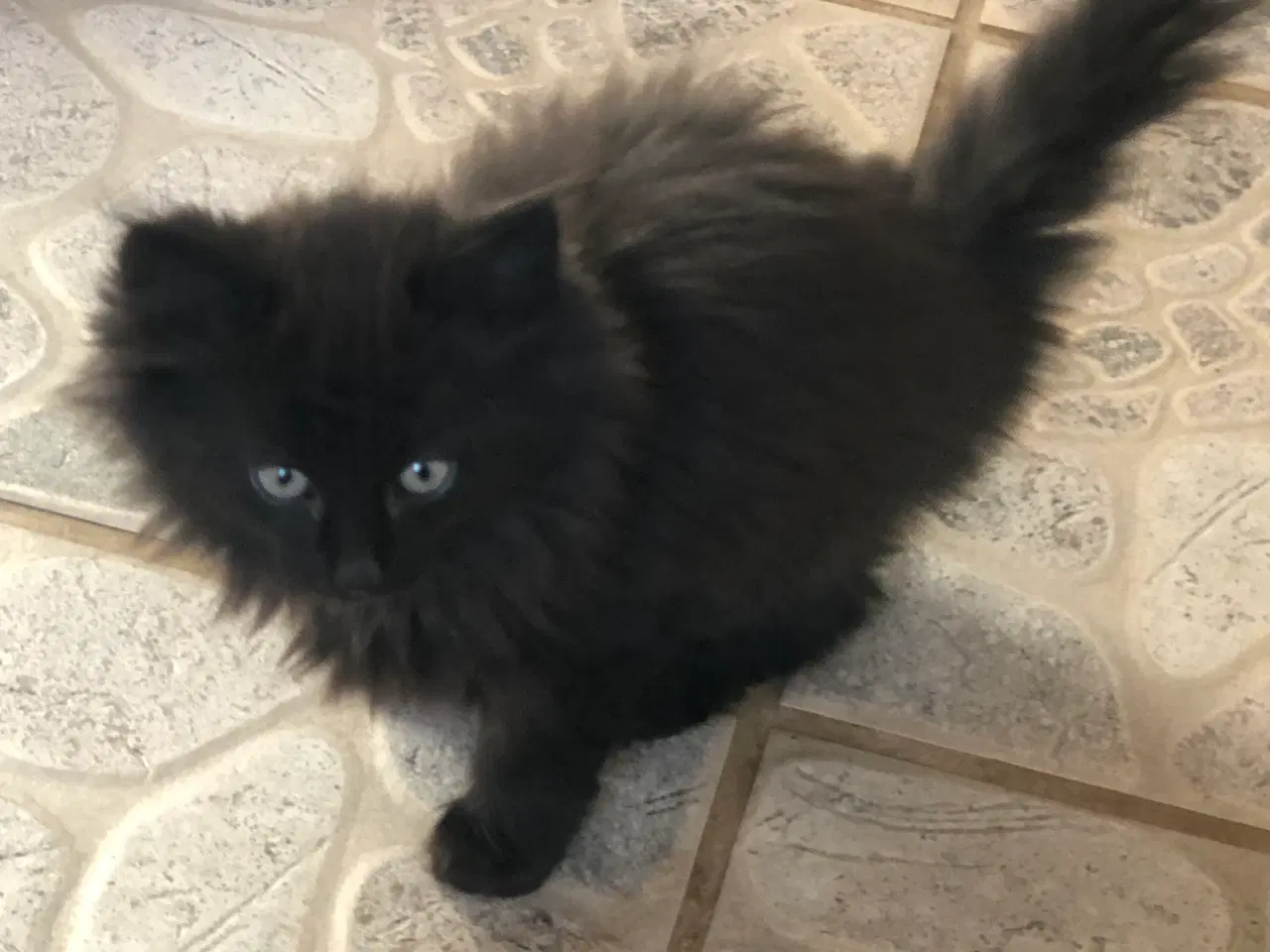 Billede 3 - Virkelige pjusket halv main coon killinger