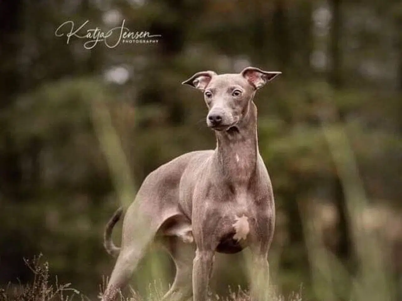 Billede 8 - Smukke hvalpe Italiensk mynde og whippet 