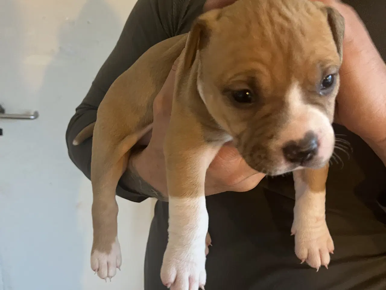 Billede 4 - Dejlige American Bully XL hvalpe 