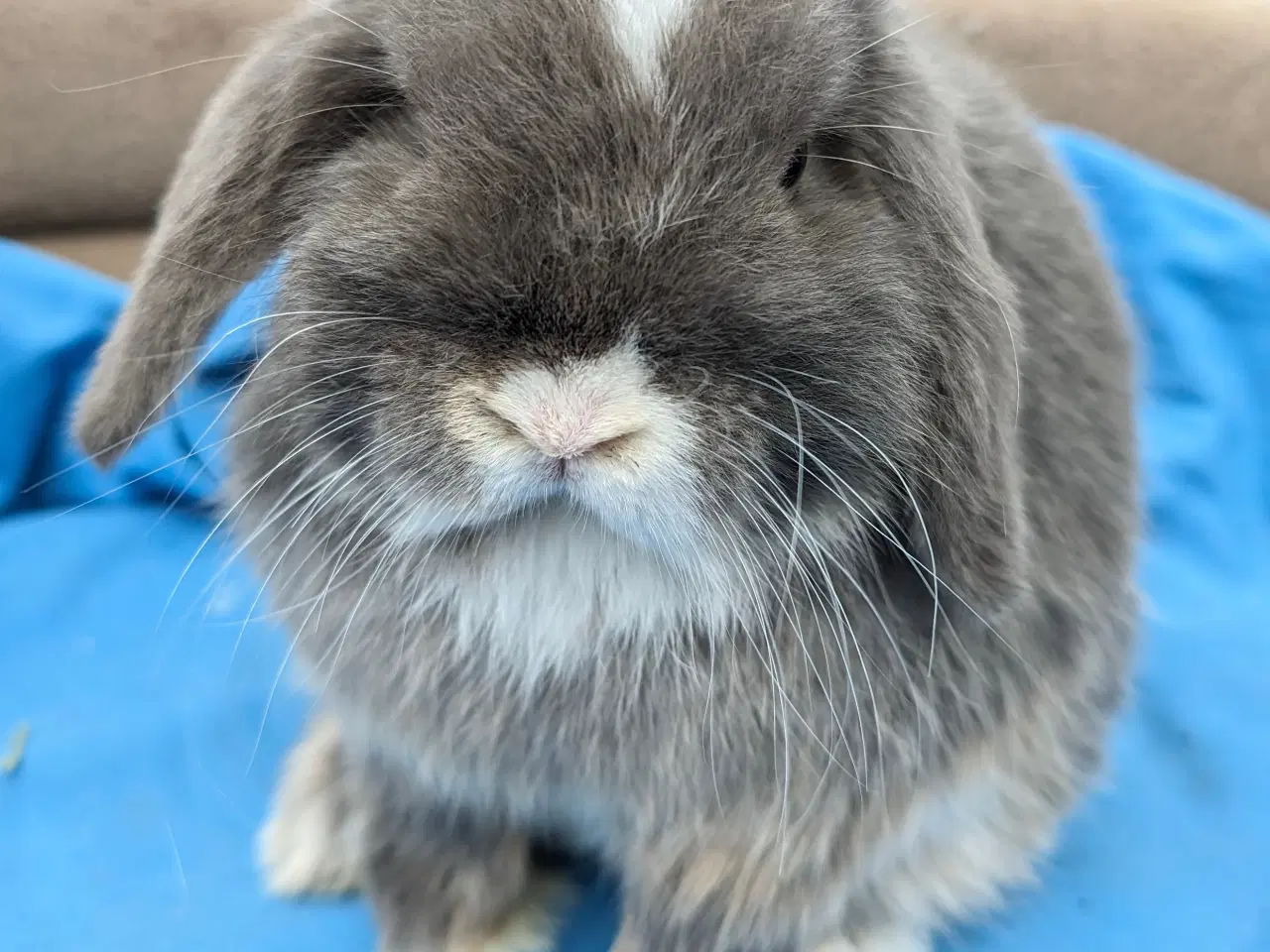 Billede 2 - Minilop kaninunge sælges 