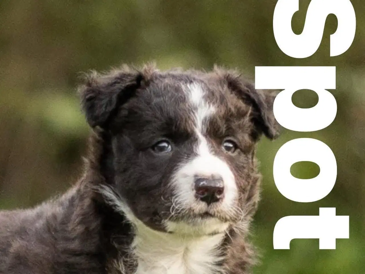 Billede 2 - Border Collie Hvalpe