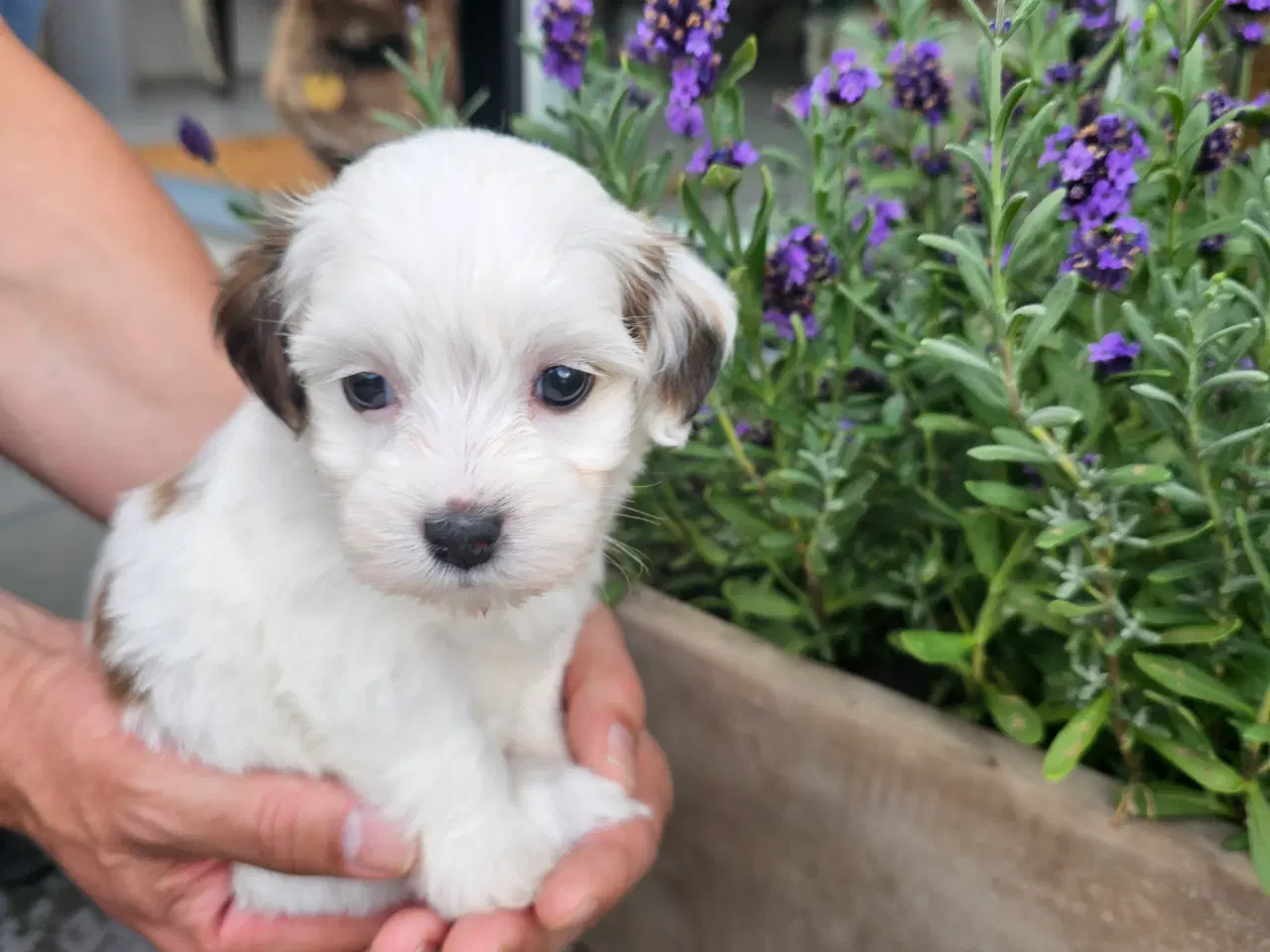 Billede 1 - Ægte Bichon havanais pige