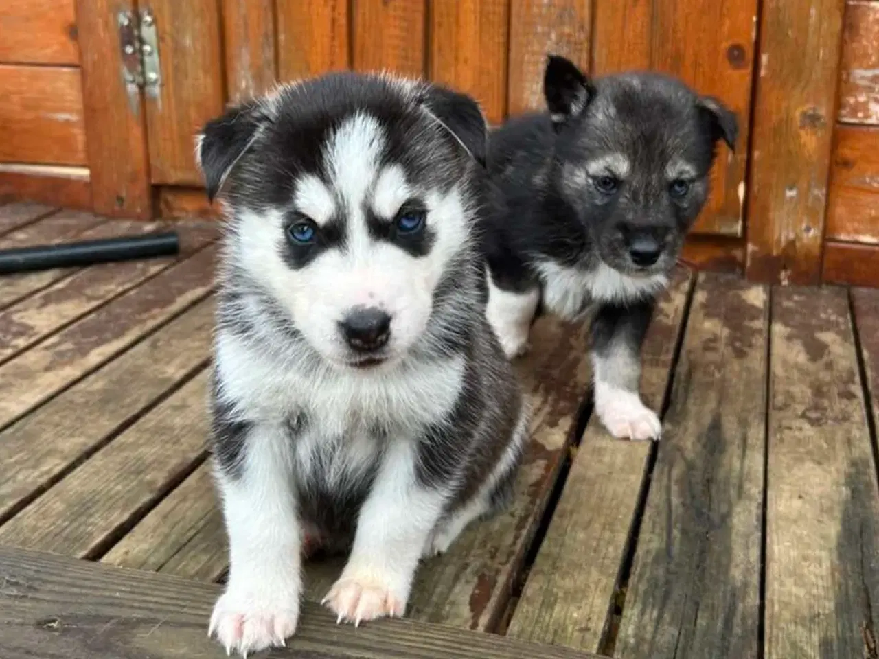 Billede 2 - Rottsky hvalpe søger nye, kærlige hjem