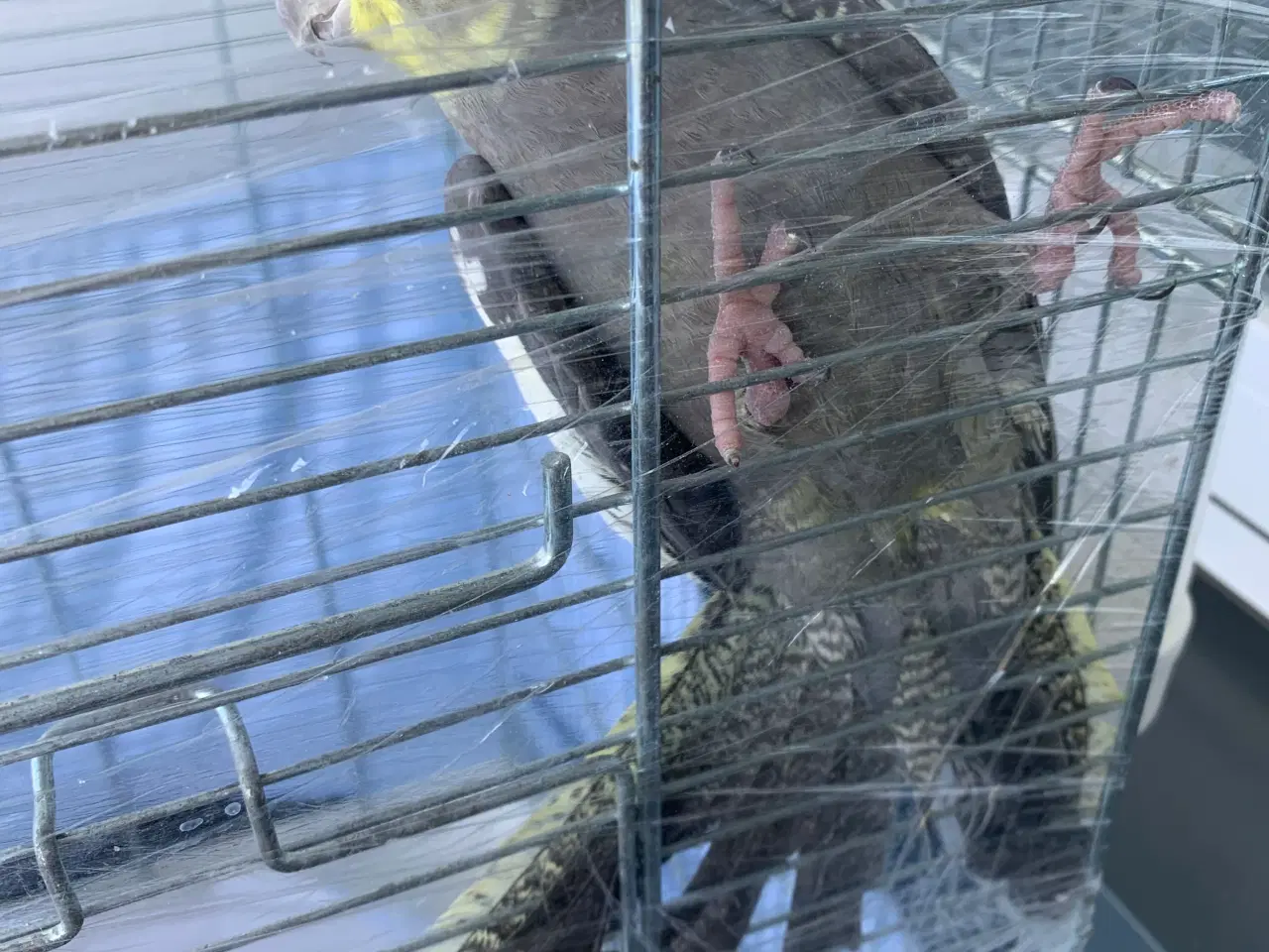 Billede 1 - Nymfeparkit 