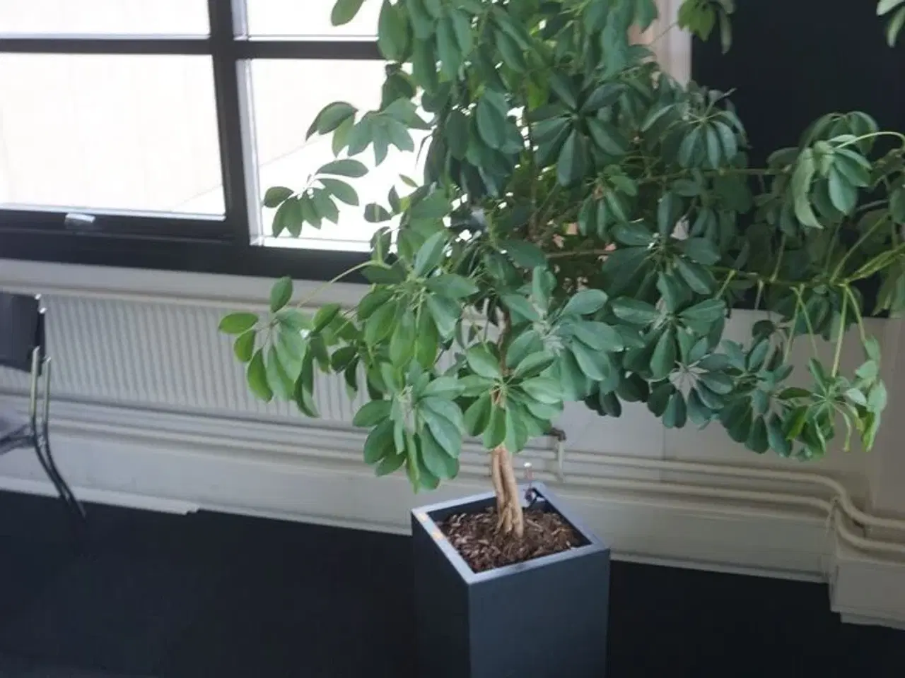Billede 2 - Plante