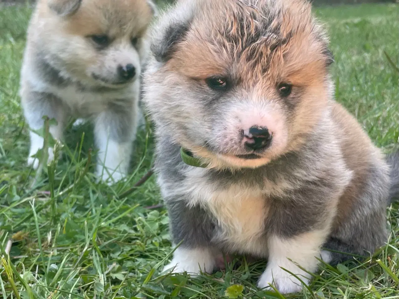 Billede 5 - Akita Inu hvalpe