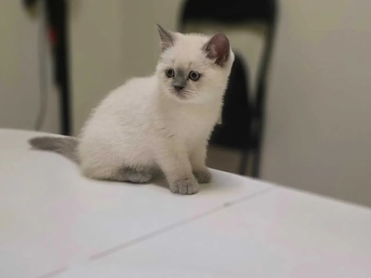 Billede 7 - 3 skønne kattekillinger 