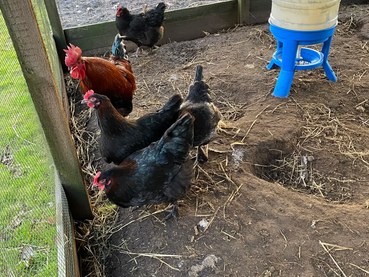 Billede 2 - Sort kobber maran