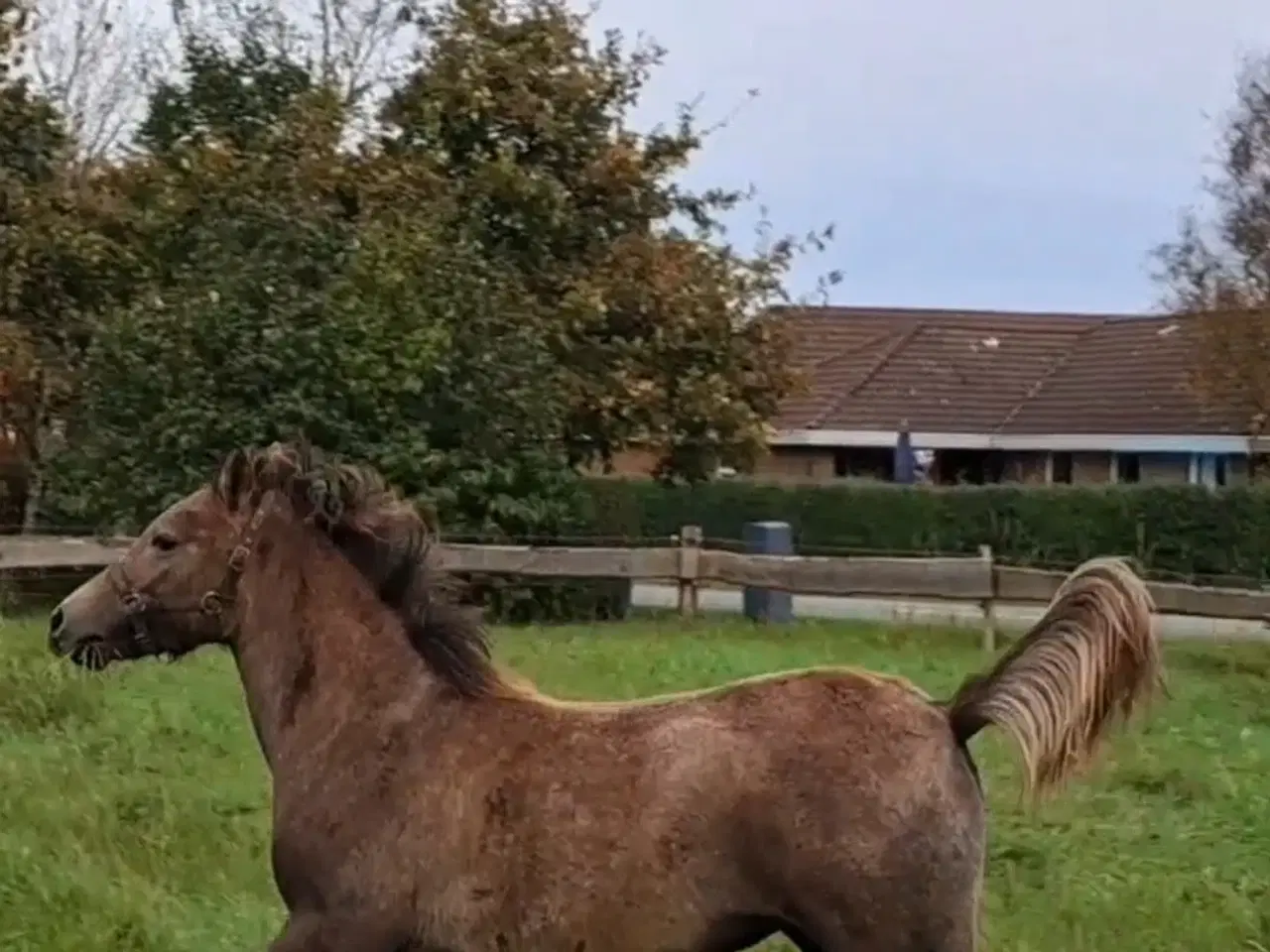 Billede 1 - Hingst fra 15-02-2024