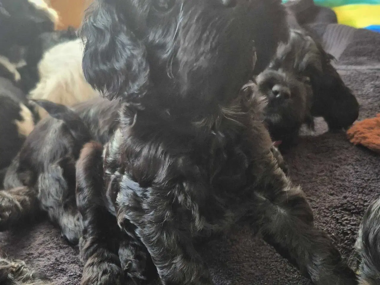 Billede 2 - 3 smukke Cockerpoo hvalpe 