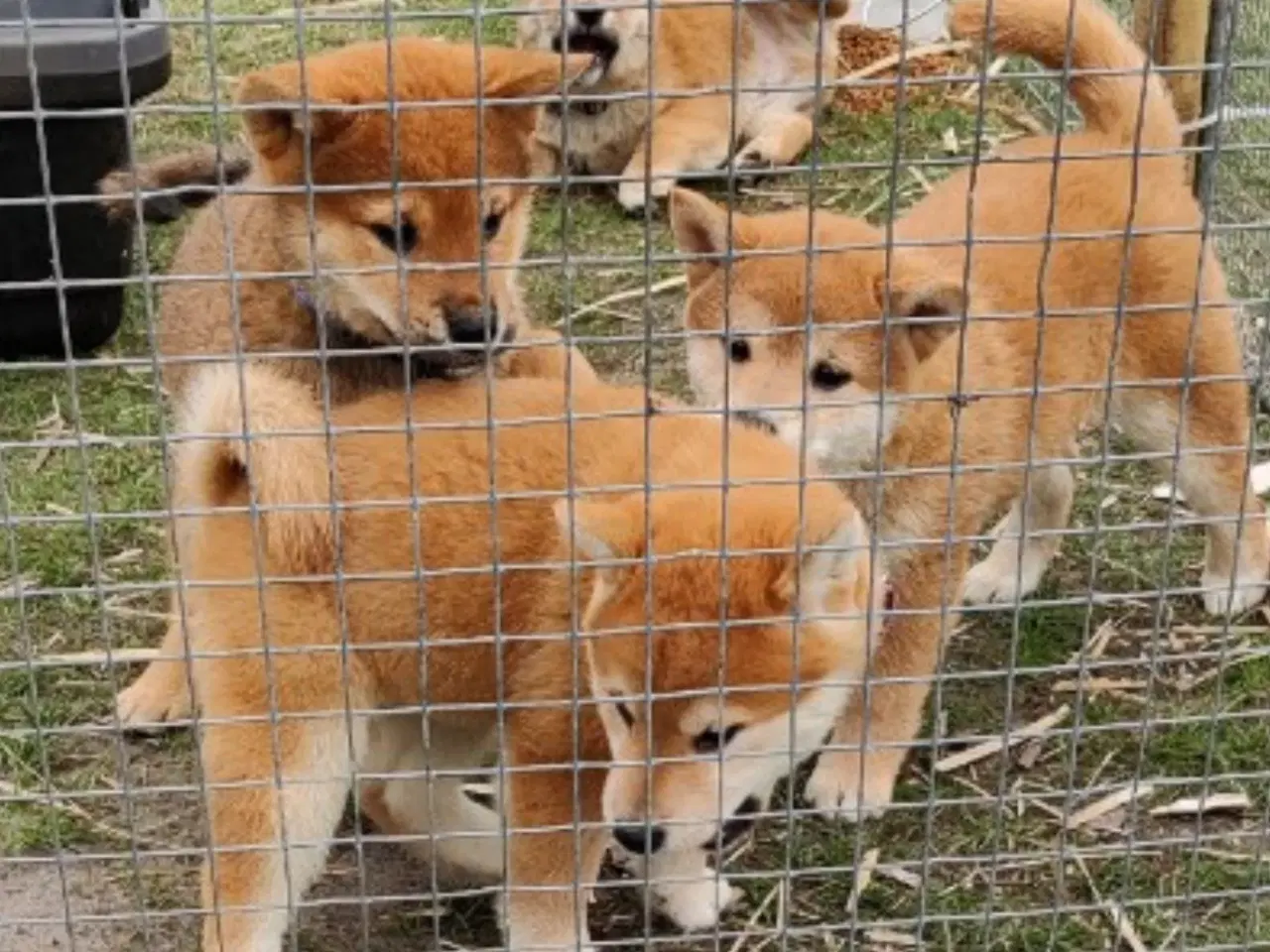 Billede 4 - Shiba hvalpe på 10 uger