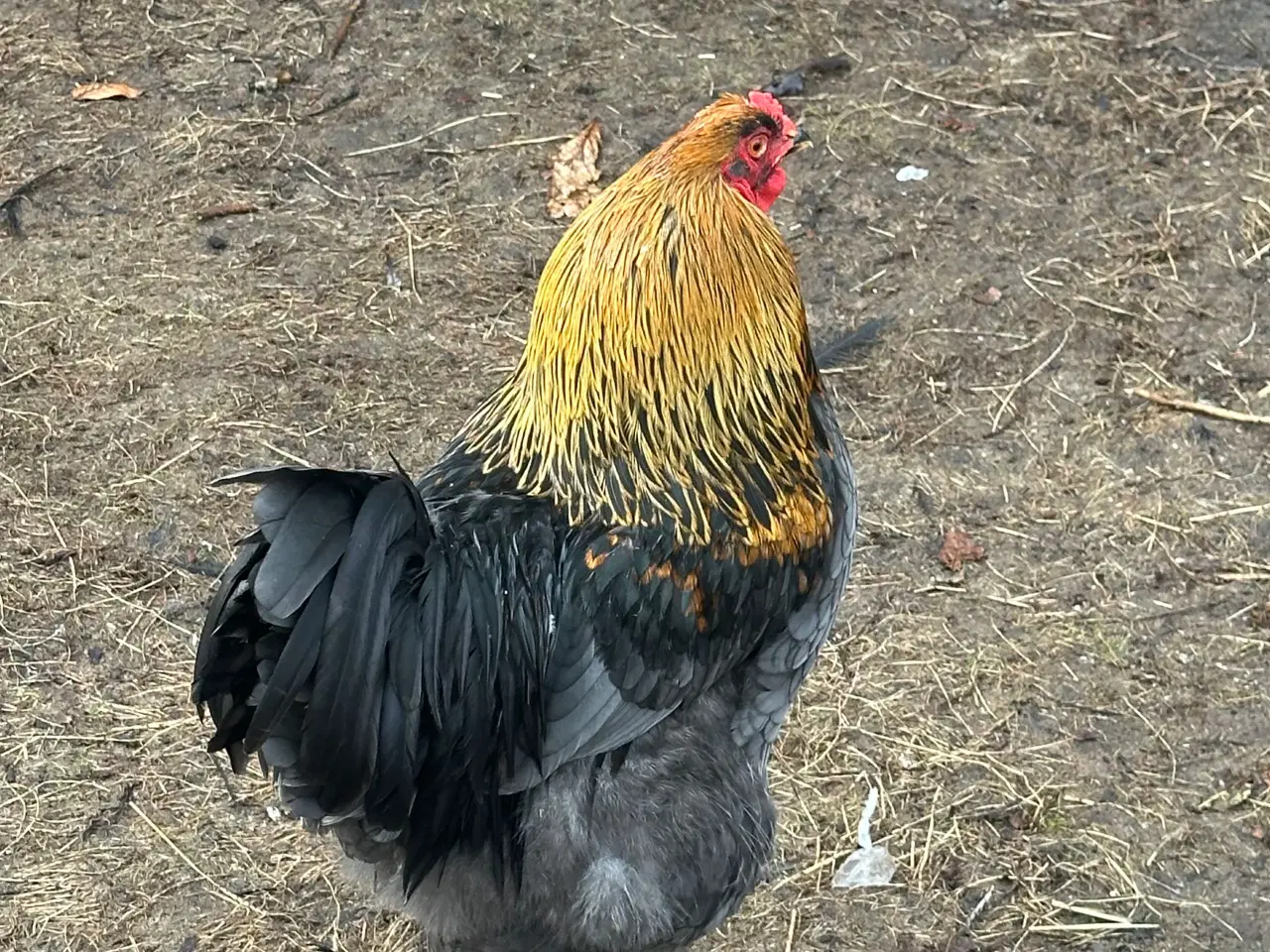 Billede 1 - Hane sælges 