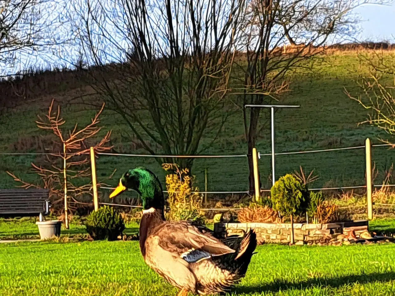 Billede 4 - Rouen Andrik