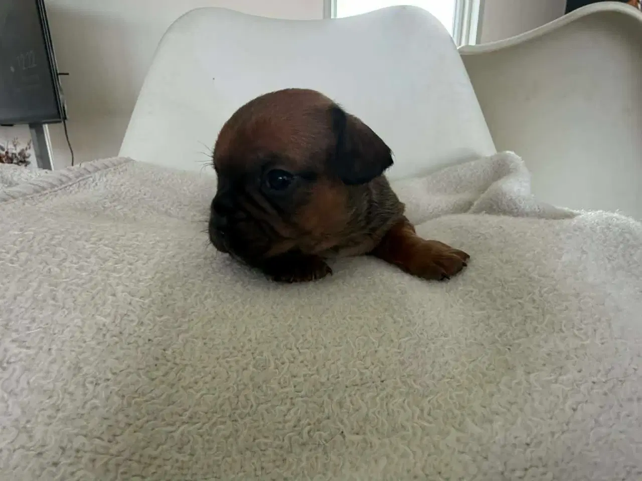 Billede 3 - Mops bl gravhund beagle bomuld