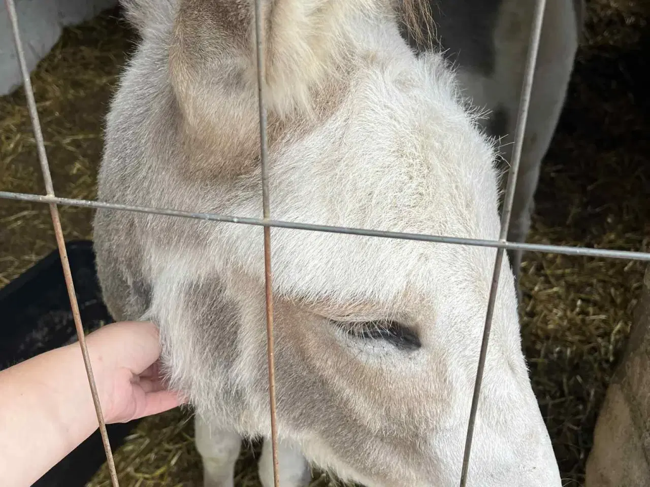 Billede 3 - Han æsel på 2 år 