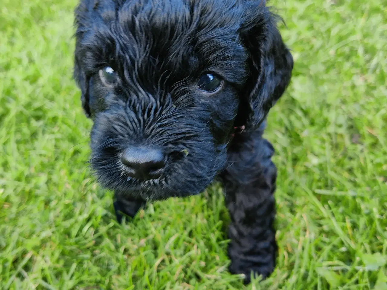 Billede 2 - Cockapoo hvalpe F1