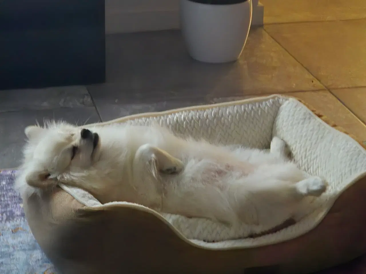 Billede 9 - Pomeranian hvalpe , 4 søde drenge. 