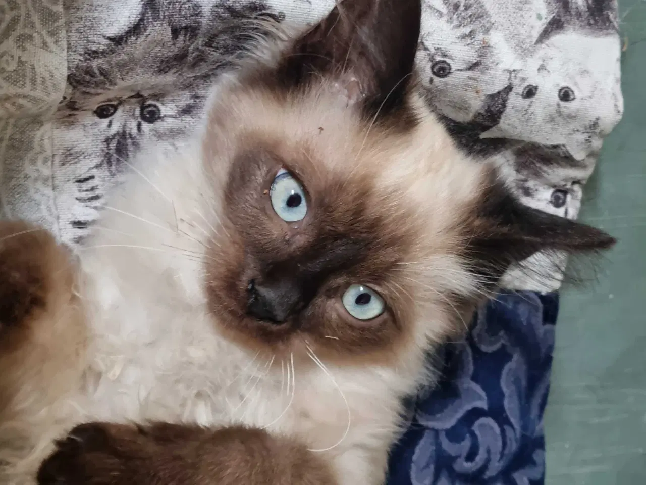 Billede 2 - Ragdoll han killinge 