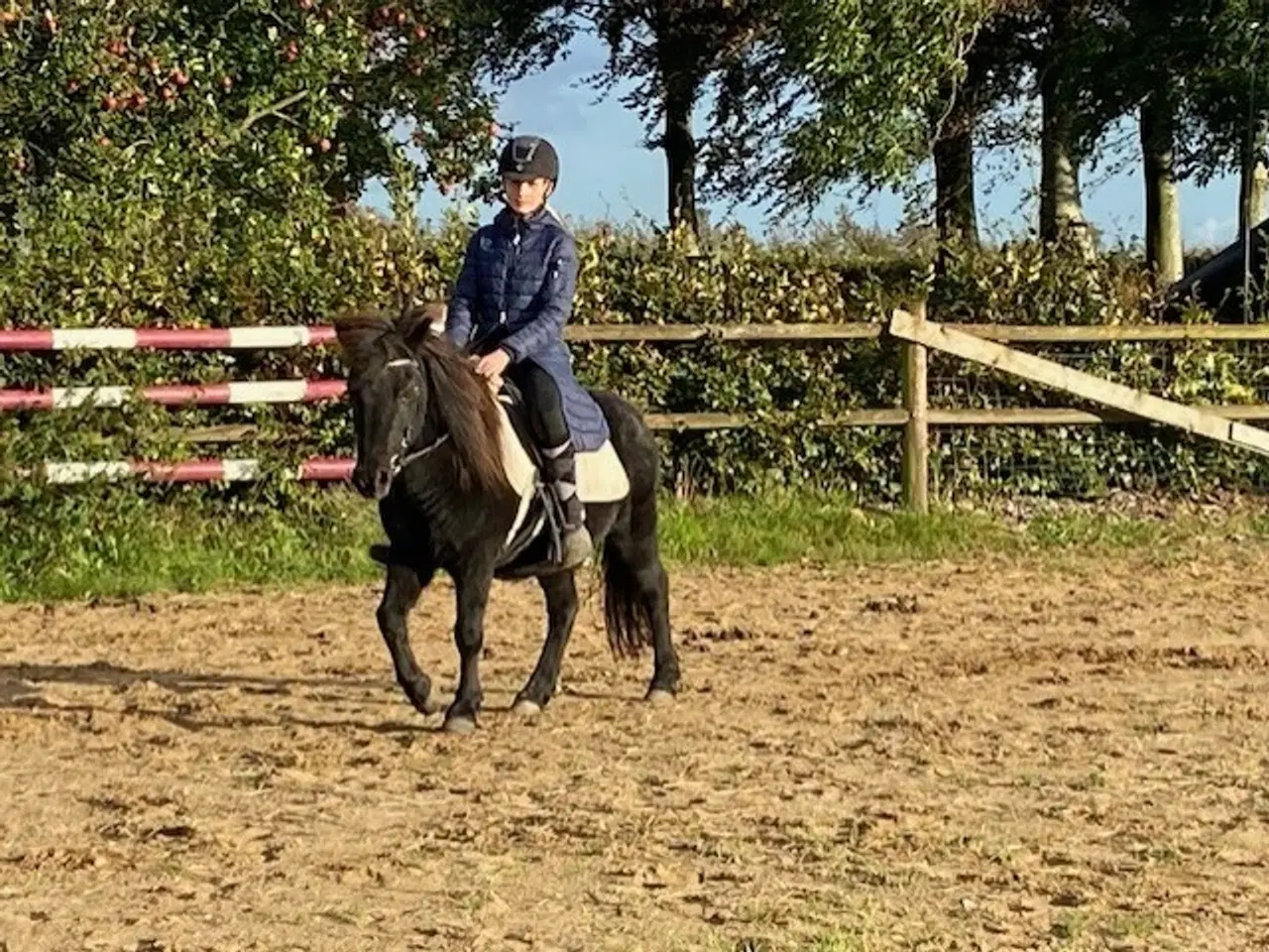 Billede 6 - Skøn turpony søger nyt hjem