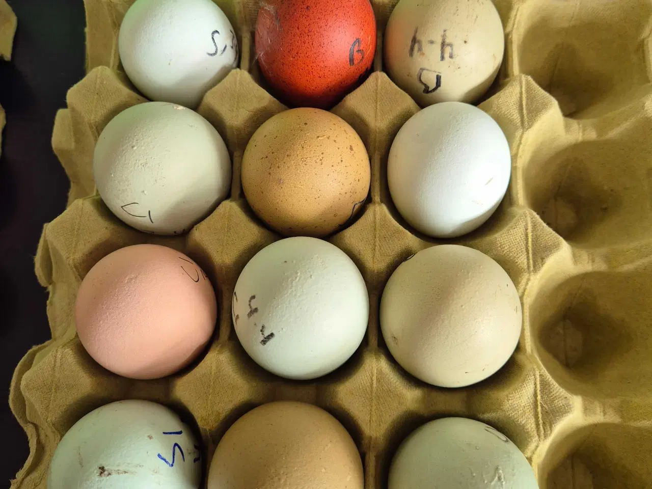 Billede 3 - Kyllinger silkehøns 