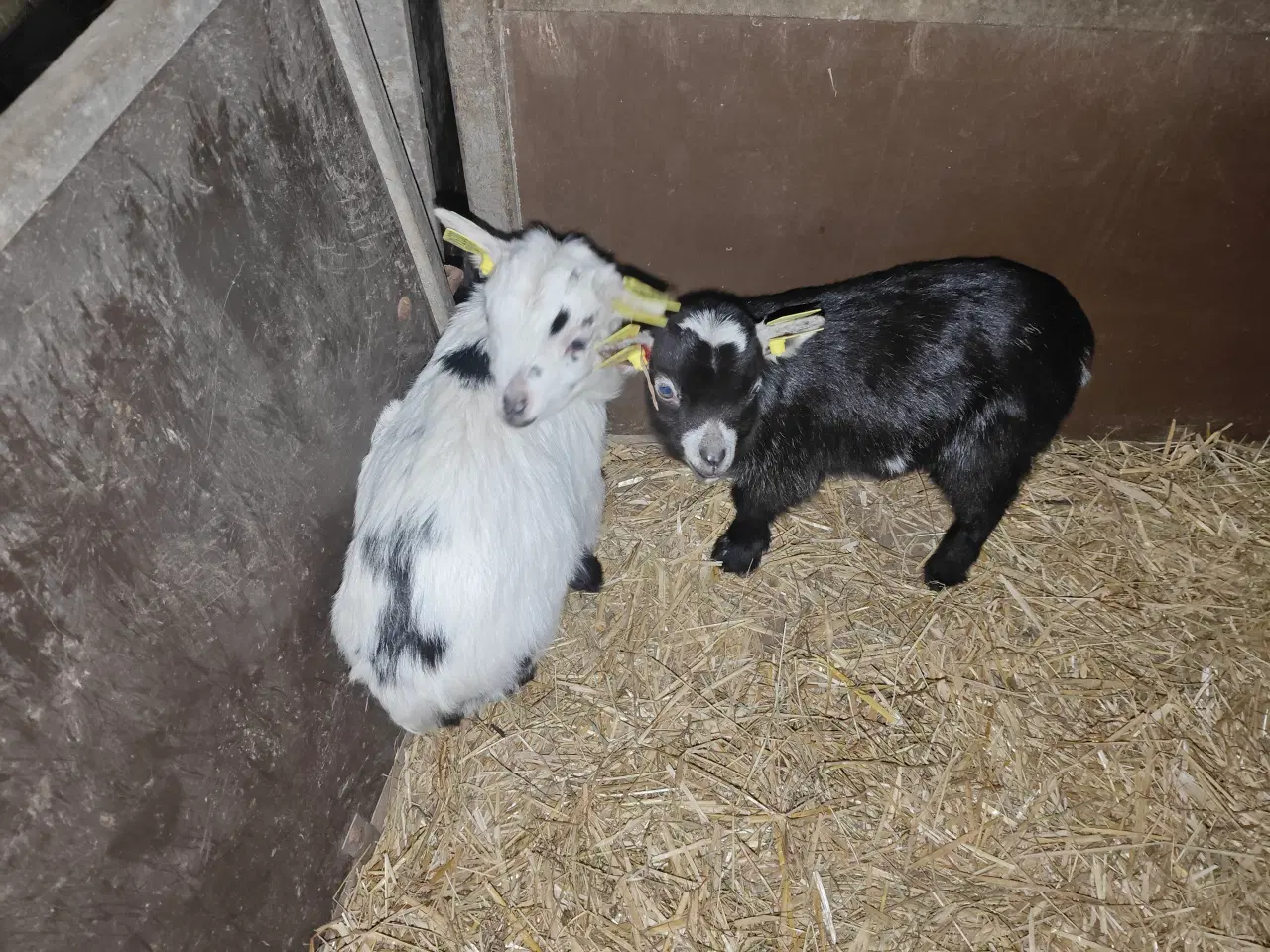 Billede 2 - Gedemor og bukkekid