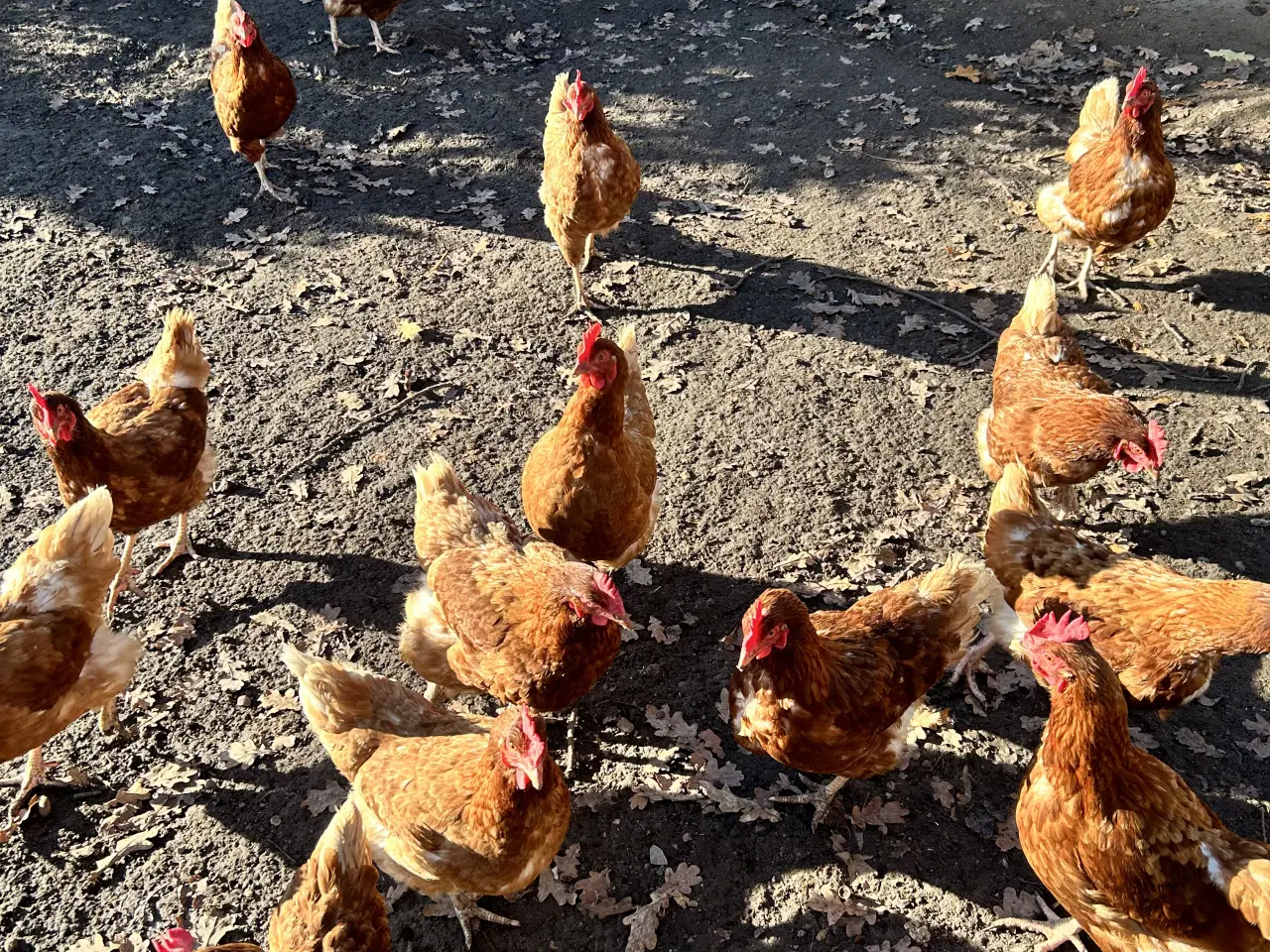 Billede 2 - Brun Lohmann