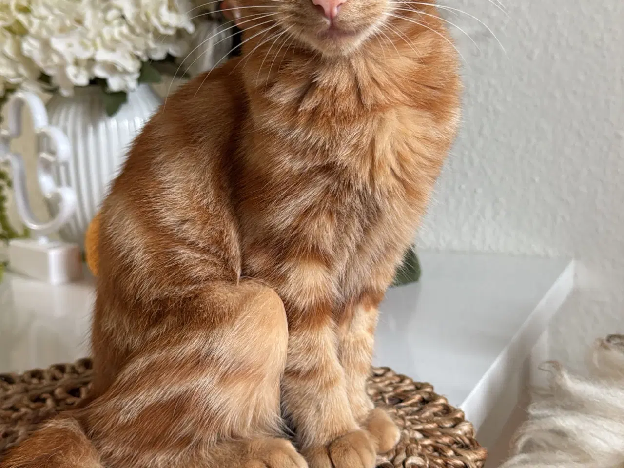 Billede 2 - Sød hunkat søger nyt hjem 