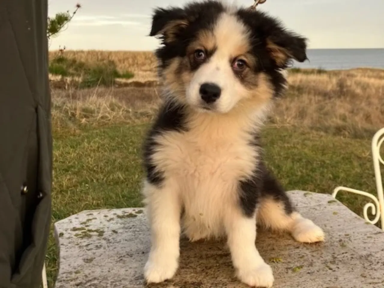 Billede 5 - Vera - Pragtfuld Australian Shepherd Hvalp