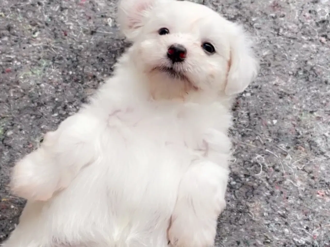 Billede 2 - 3 lækre malteser/bichon havanais hvalpe