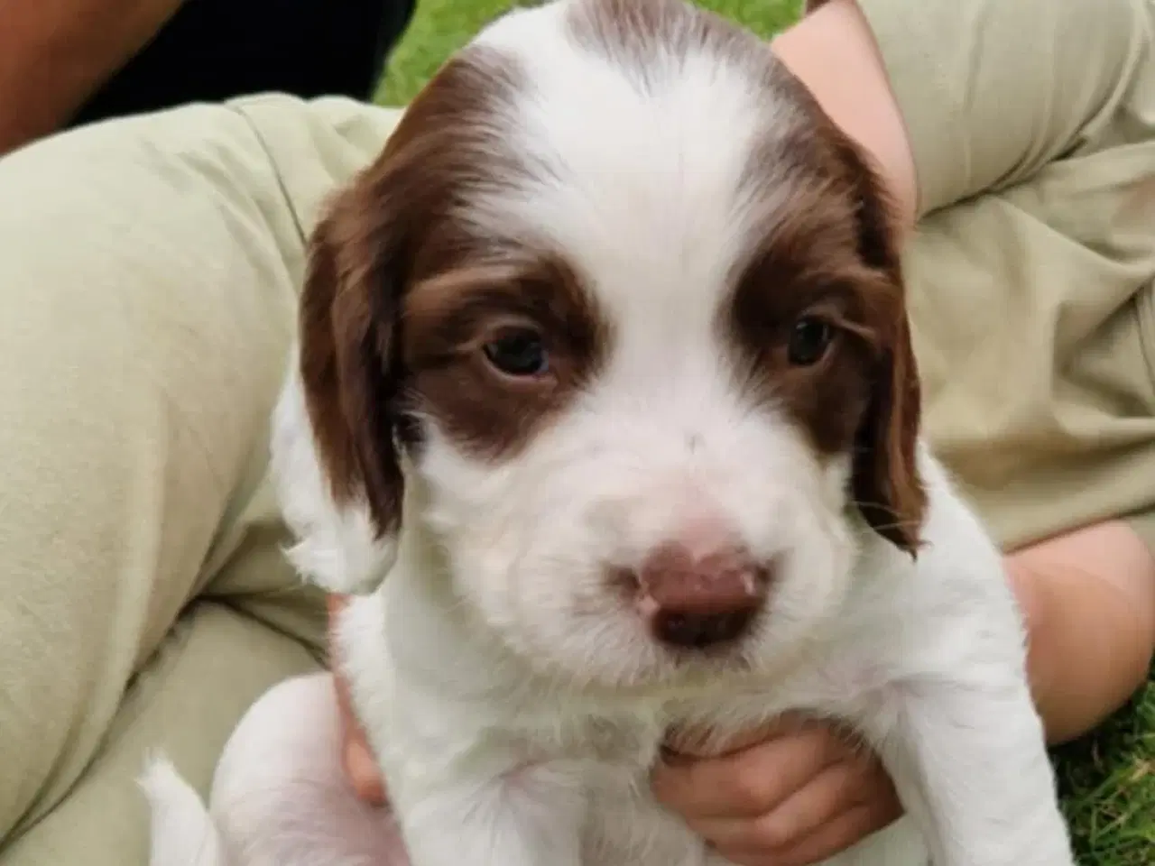 Billede 5 - Springer spaniel 2 hanner til salg