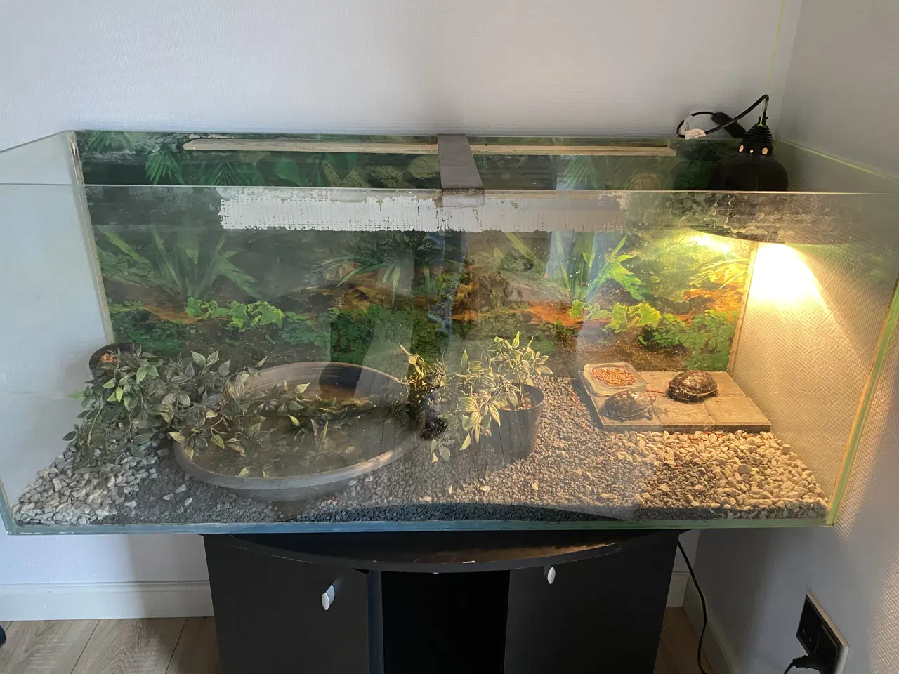 Billede 2 - To stk skildpadder sælges og tilbehør 