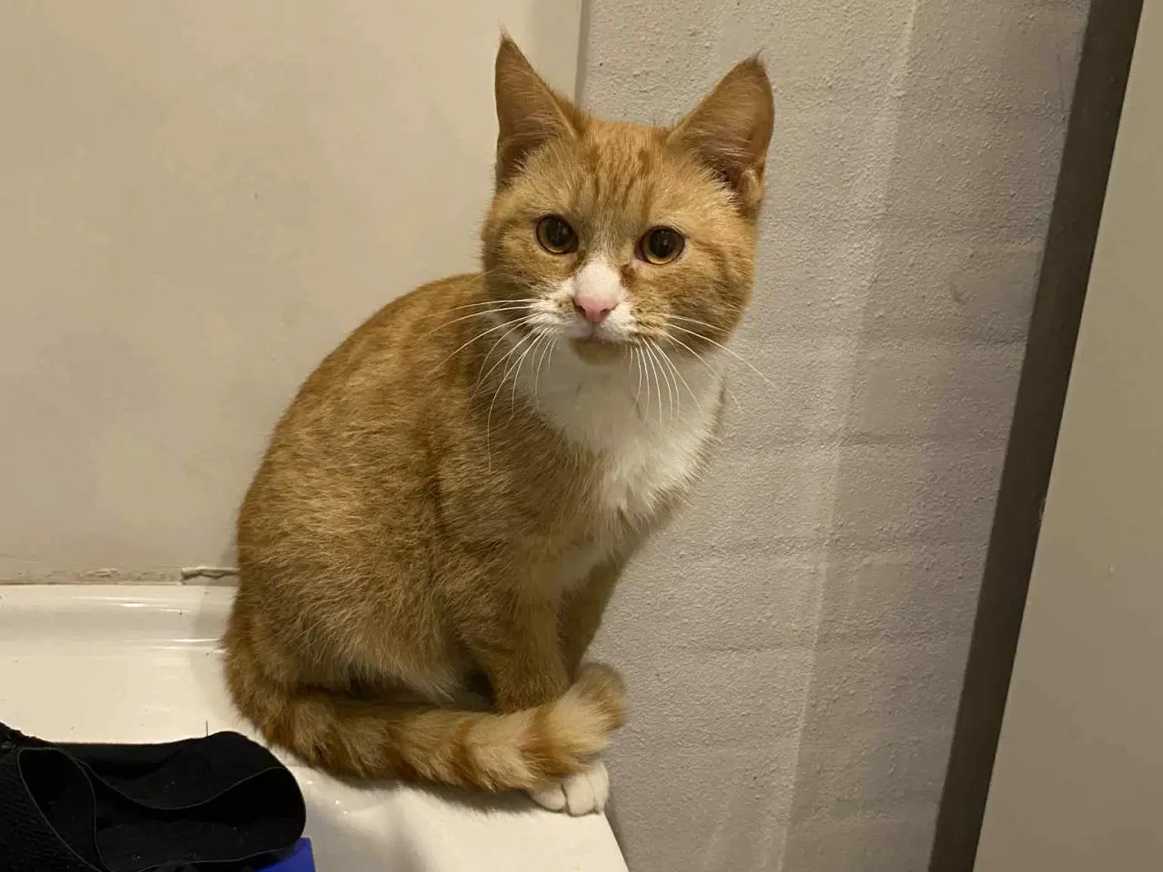 Billede 5 - Røde kattekillinger